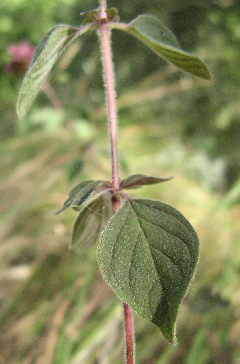 Origanum vulgare